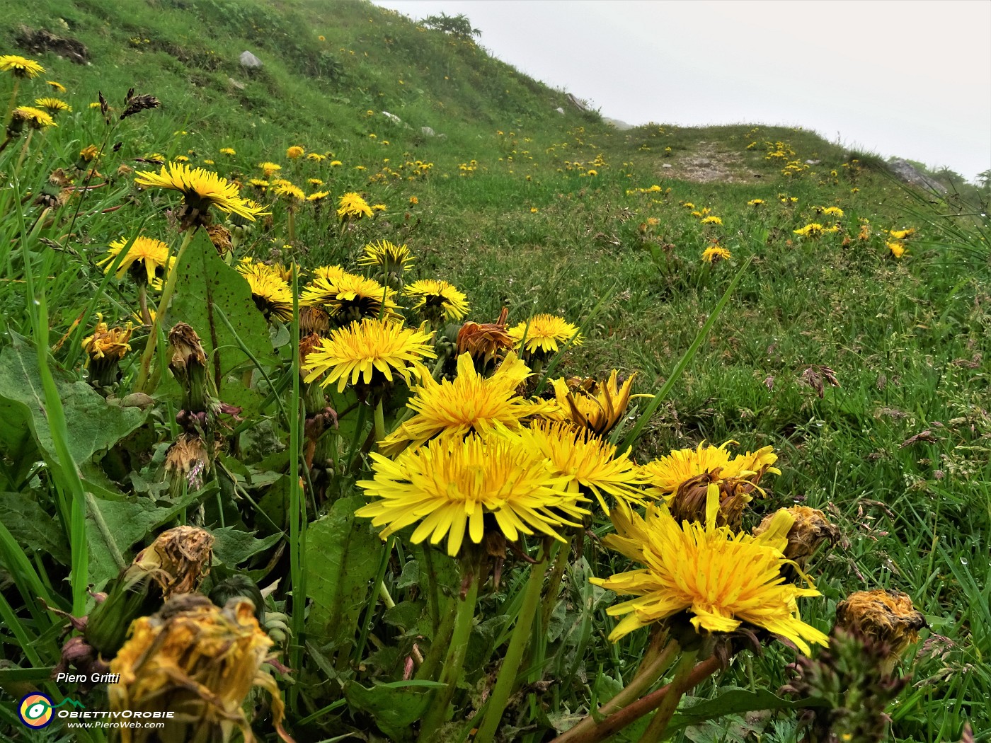 39 Taraxacum officinale (Tarassaco comune) sulla stradetta e nei prati.JPG